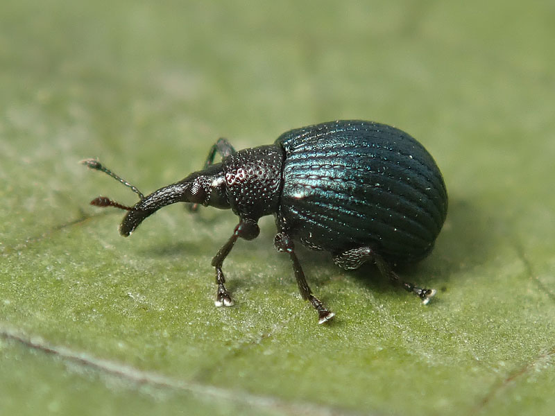 Apionidae: Holotrichapion pisi